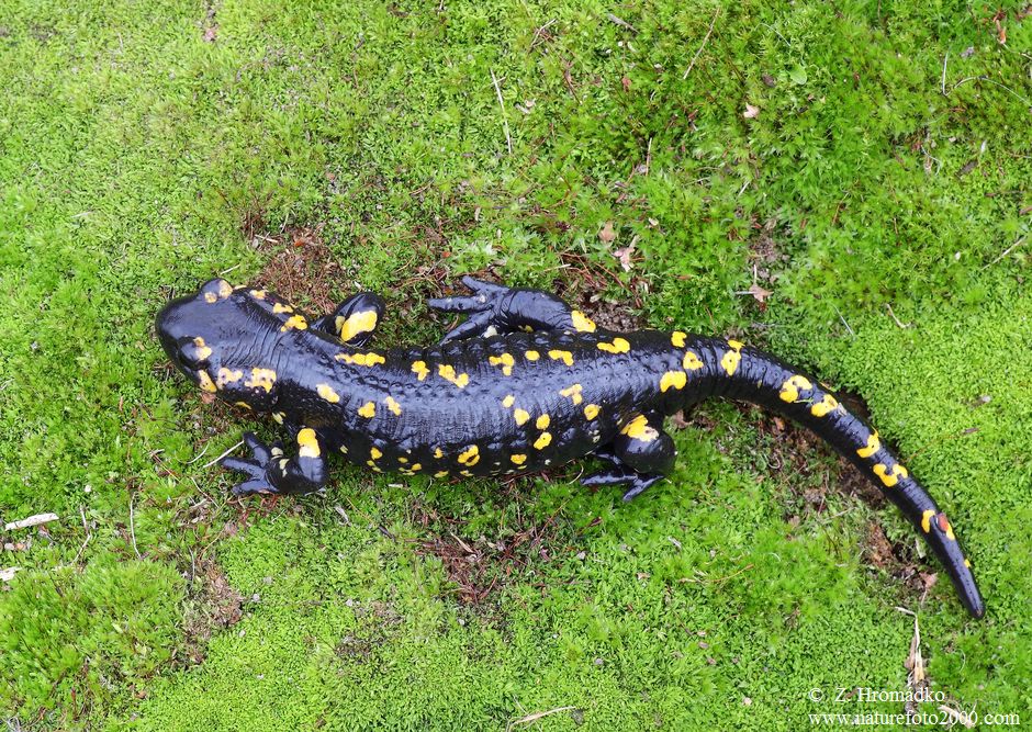 mlok skvrnitý, Salamandra salamandra (Obojživelníci, Amphibia)